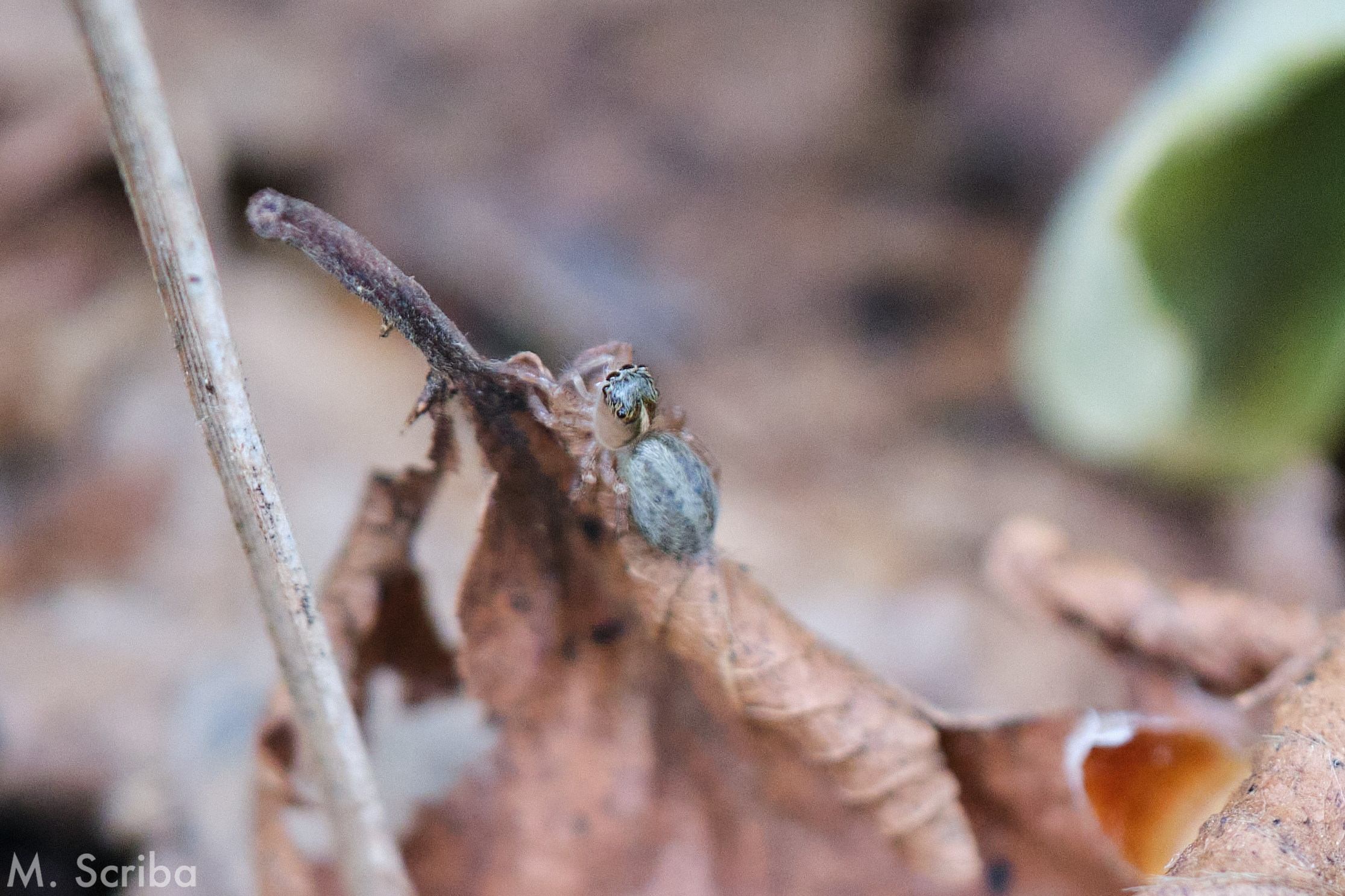 Saitis barbipes juvenile female on a leaf
